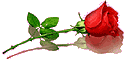 roseforyou.gif